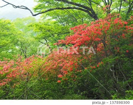 赤城山のヤマツツジ 137898300