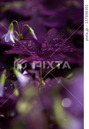 雨上がりに濡れる美しい紫色の葉と小花 137898301