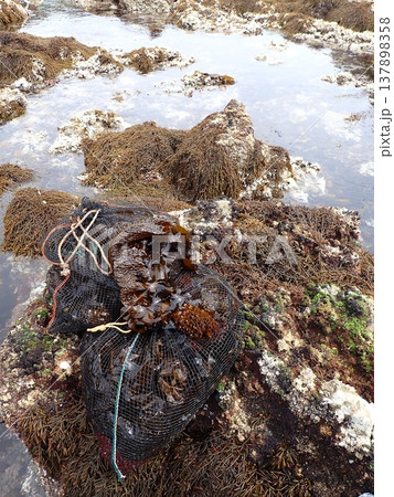 わかめ漁 137898358