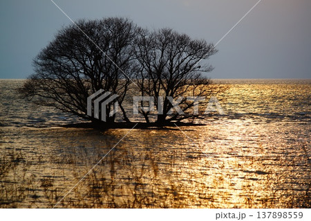 琵琶湖の浮島 137898559