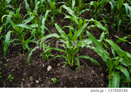 Young corn plants growing in rows on rich, dark soil, showcasing agricultural growth, sustainable farming practices, and the vibrant vitality of a future harvest 137898586