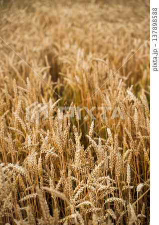 Golden wheat field revealing ripe grain stalks standing tall under summer sun, symbolizing agriculture, harvest season, food production, and sustainable farming 137898588