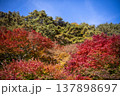 紅葉 紅葉 137898697
