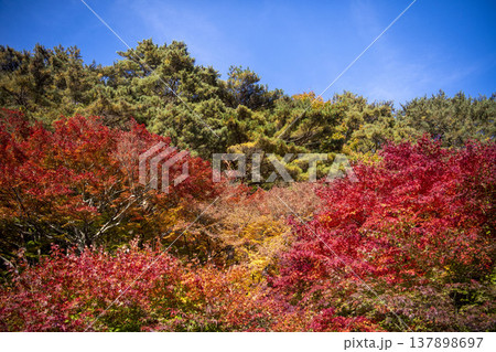 紅葉 137898697