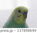 セキセイインコ セキセイインコ 137898699