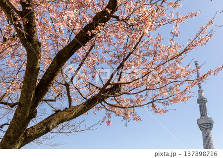 青空に咲く桜と東京スカイツリー 青空に咲く桜と東京スカイツリー 137898716