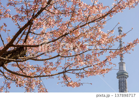 青空に咲く桜と東京スカイツリー 137898717