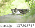 昼寝中の猫 137898737