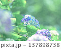 愛媛のアジサイ 137898738