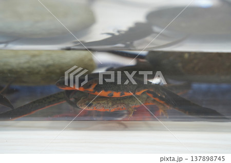 日本固有種のアカハライモリ	 137898745