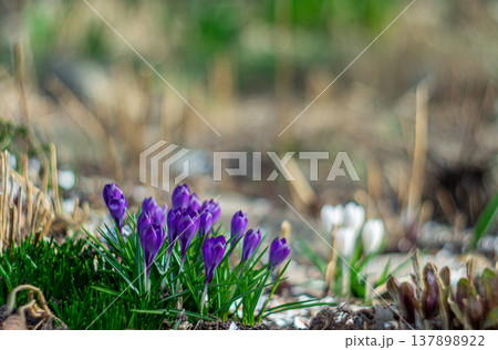 A bush of purple crocuses in a flower bed A bush of purple crocuses in a flower bed 137898922