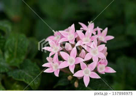 温室に咲くピンクのカワイイ花　ペンタス 137898975