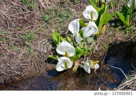 水辺に咲くミズバショウ 137898981