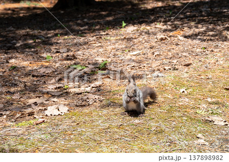 春の公園で餌を食べるエゾリス 春の公園で餌を食べるエゾリス 137898982