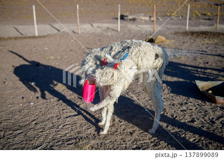 Festive llama with colorful decoration at traditional festival in Bolivia Festive llama with colorful decoration at traditional festival in Bolivia 137899089