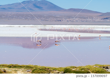 Serene Laguna Colorada stunning red lake with flamingo in Bolivia 137899097