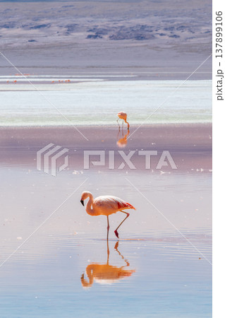 Serene flamingo bird with reflection in Laguna Colorada Bolivia Serene flamingo bird with reflection in Laguna Colorada Bolivia 137899106