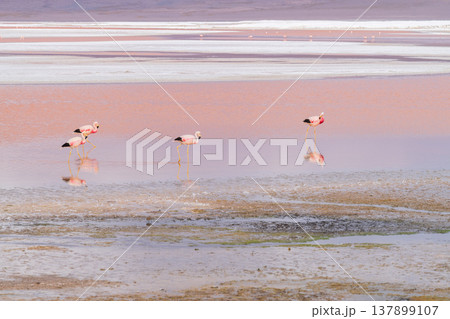 Peaceful flamingos reflect in surreal Laguna Colorada in Bolivia 137899107