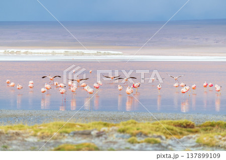 Peaceful pink flamingo flock flying over beautiful Laguna Colorada in Bolivia Peaceful pink flamingo flock flying over beautiful Laguna Colorada in Bolivia 137899109
