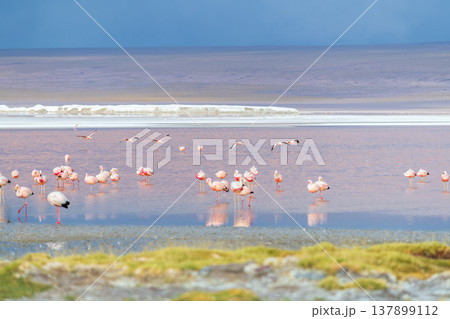 Calm flock of pink flamingos on red Laguna Colorada in Bolivia Calm flock of pink flamingos on red Laguna Colorada in Bolivia 137899112