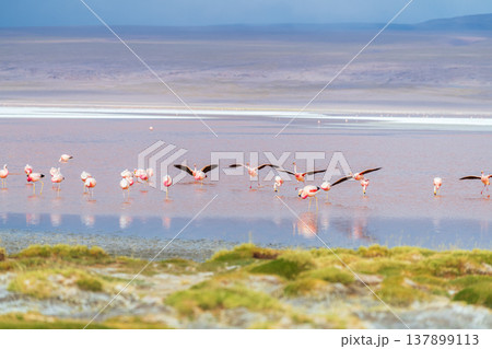 Serene flamingo flock flying over red water of Laguna Colorada Bolivia 137899113