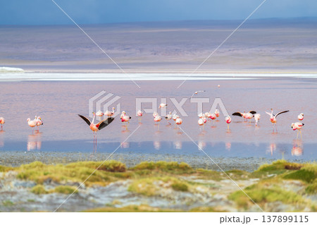 Serene flock of wild flamingos wading in red Laguna Colorada Bolivia Serene flock of wild flamingos wading in red Laguna Colorada Bolivia 137899115