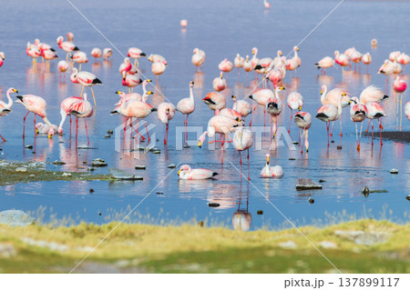 Serene flock of pink flamingo at Laguna Colorada in Bolivia Serene flock of pink flamingo at Laguna Colorada in Bolivia 137899117