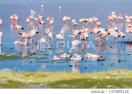 Peaceful flock of pink flamingos at Laguna Colorada in Bolivia 137899118
