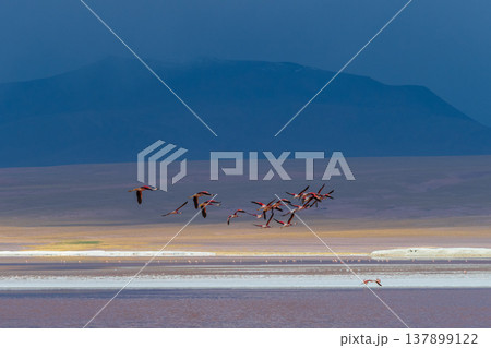 Serene flock of flamingo flying over colorful Laguna Colorada in Bolivia Serene flock of flamingo flying over colorful Laguna Colorada in Bolivia 137899122