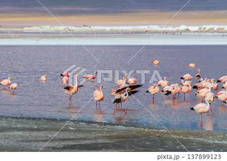 Tranquil pink flamingos feeding in colorful Laguna Colorada Bolivia Tranquil pink flamingos feeding in colorful Laguna Colorada Bolivia 137899123