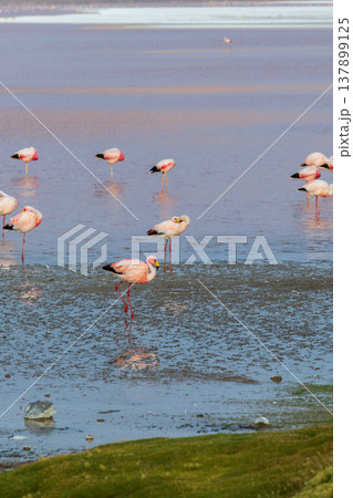 Serene wildlife with flamingo at Laguna Colorada red lake in Bolivia 137899125
