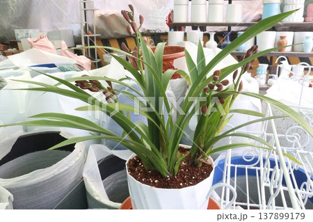 Boat orchid or cymbidium orchid flower plant Boat orchid or cymbidium orchid flower plant 137899179