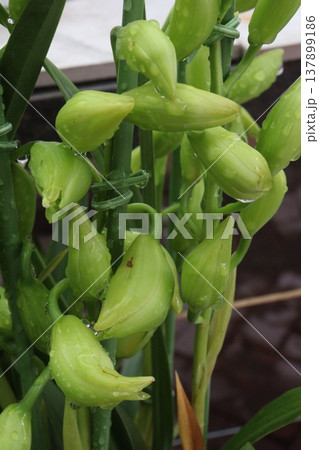 Boat orchid or cymbidium orchid flower plant 137899186