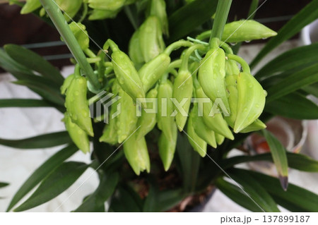 Boat orchid or cymbidium orchid flower plant Boat orchid or cymbidium orchid flower plant 137899187
