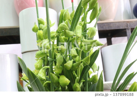 Boat orchid or cymbidium orchid flower plant Boat orchid or cymbidium orchid flower plant 137899188