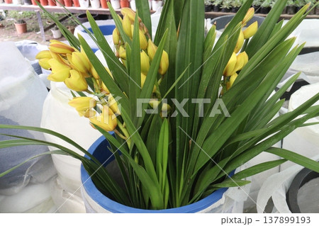 Boat orchid or cymbidium orchid flower plant Boat orchid or cymbidium orchid flower plant 137899193