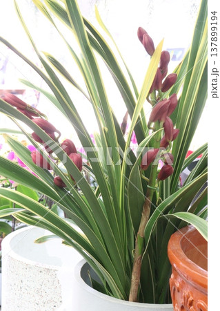 Boat orchid or cymbidium orchid flower plant 137899194