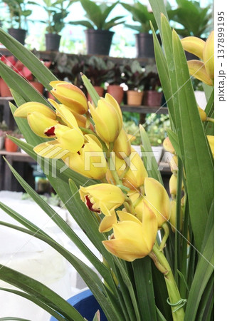 Boat orchid or cymbidium orchid flower plant Boat orchid or cymbidium orchid flower plant 137899195