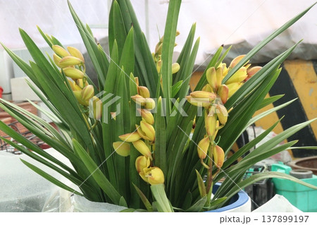 Boat orchid or cymbidium orchid flower plant Boat orchid or cymbidium orchid flower plant 137899197