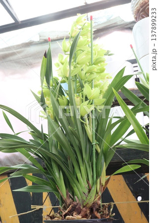 Boat orchid or cymbidium orchid flower plant Boat orchid or cymbidium orchid flower plant 137899233