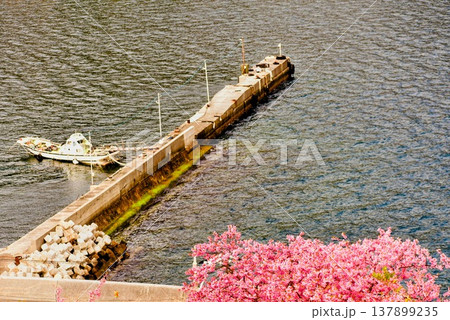 海岸に咲いた河津桜 137899235