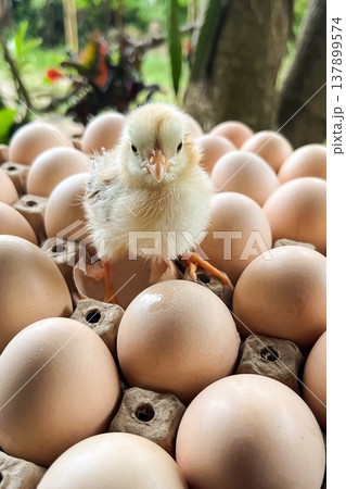 Recently hatched baby chicken standing on tray of eggs in backyard Recently hatched baby chicken standing on tray of eggs in backyard 137899574