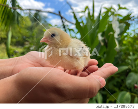 Close-up of newborn yellow chick standing on human palms outdoors Close-up of newborn yellow chick standing on human palms outdoors 137899575