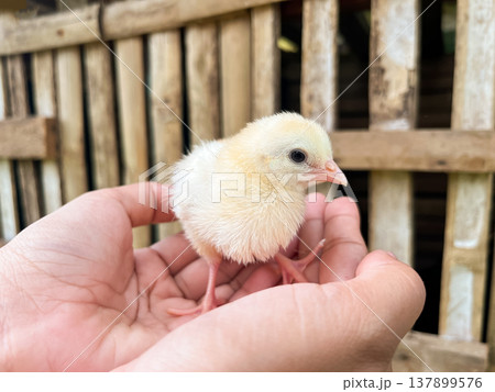 Close-up of small yellow chick held in hands with bamboo bird cages in background, newborn poultry standing on palms in traditional farm setting 137899576