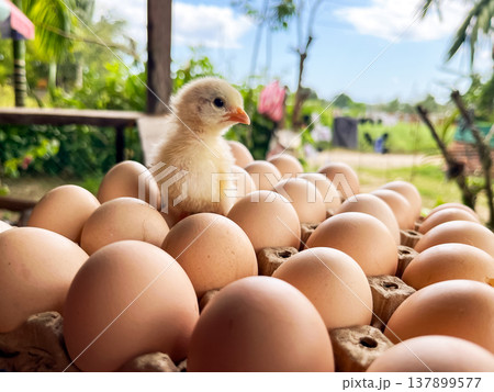 Newborn yellow chick sitting on tray of organic brown chicken eggs at farm Newborn yellow chick sitting on tray of organic brown chicken eggs at farm 137899577