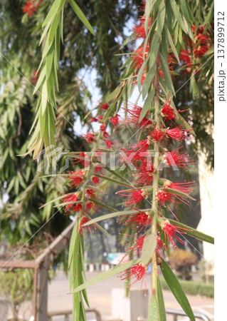 Bottlebrushes flower plant on farm Bottlebrushes flower plant on farm 137899712