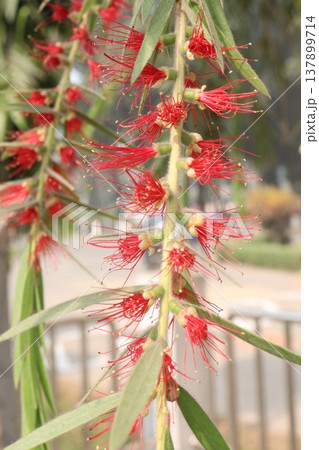 Bottlebrushes flower plant on farm Bottlebrushes flower plant on farm 137899714