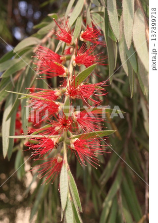Bottlebrushes flower plant on farm Bottlebrushes flower plant on farm 137899718