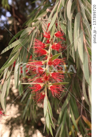 Bottlebrushes flower plant on farm 137899720