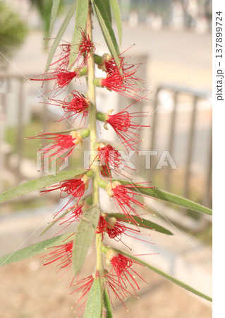 Bottlebrushes flower plant on farm Bottlebrushes flower plant on farm 137899724